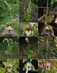 Attēlu rezultāti vaicājumam “Epipactis helleborine flower”