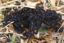 Attēlu rezultāti vaicājumam “Euphydrias aurinia upperside”