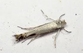 Attēlu rezultāti vaicājumam “Lyonetia clerkella”