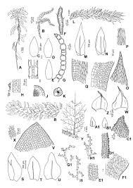 Attēlu rezultāti vaicājumam “Sphagnum subsecundum”