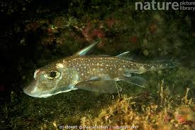 Image result for Hydrolagus colliei