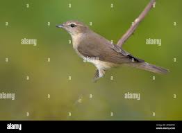 Attēlu rezultāti vaicājumam “Sylvia borin”