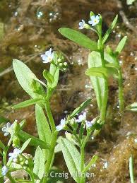 Attēlu rezultāti vaicājumam “Myosotis laxa subsp. baltica leaf”