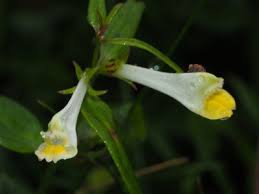 Attēlu rezultāti vaicājumam “Melampyrum pratense”