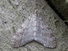 Attēlu rezultāti vaicājumam “Trichopteryx carpinata”