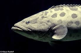 Image result for Epinephelus tukula