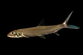 Image result for Elops saurus