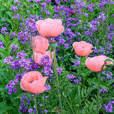 Attēlu rezultāti vaicājumam “Papaver orientale  flower”