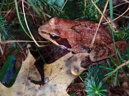 Attēlu rezultāti vaicājumam “Rana temporaria adult”