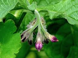 Image result for Symphytum officinale