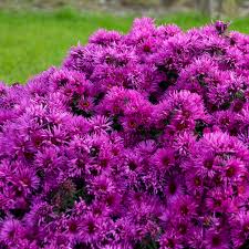 Image result for Aster novae-angliae