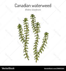 Attēlu rezultāti vaicājumam “Elodea canadensis”