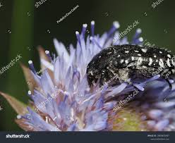 Attēlu rezultāti vaicājumam “Oxythyrea funesta”