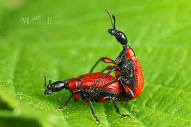 Attēlu rezultāti vaicājumam “Apoderus coryli”