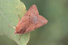 Attēlu rezultāti vaicājumam “Agrochola helvola”