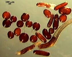 Attēlu rezultāti vaicājumam “Diderma testaceum spores”