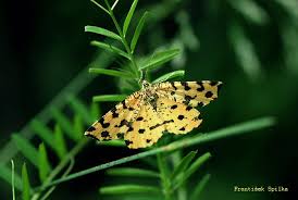 Attēlu rezultāti vaicājumam “Pseudopanthera macularia”