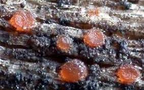 Attēlu rezultāti vaicājumam “Orbilia sp.”