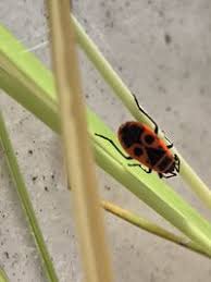 Attēlu rezultāti vaicājumam “Pyrrhocoris apterus nymph”