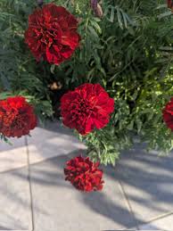 「ジート 花の魔法使いマリーベル」の画像検索結果