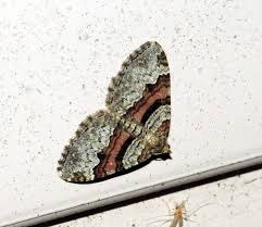 Attēlu rezultāti vaicājumam “Anacampsis blatariella”