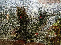 Attēlu rezultāti vaicājumam “Phlyctis agelaea”