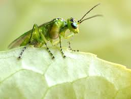 Attēlu rezultāti vaicājumam “Rhogogaster viridis”