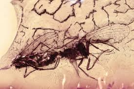 Attēlu rezultāti vaicājumam “Psychodidae”