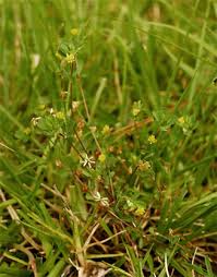 Attēlu rezultāti vaicājumam “Trifolium dubium bud”