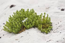 Attēlu rezultāti vaicājumam “Honckenya peploides”