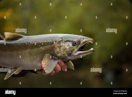 Image result for Oncorhynchus kisutch
