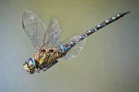 Attēlu rezultāti vaicājumam “Aeshna mixta”