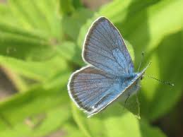 Attēlu rezultāti vaicājumam “Cyaniris semiargus male”