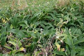 Attēlu rezultāti vaicājumam “Symphytum officinale bud”