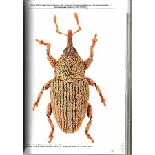 Image result for Coleoptera Curculionoidea