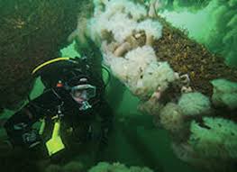 Image result for Breakwater Divers