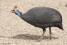 Attēlu rezultāti vaicājumam “Numida meleagris”