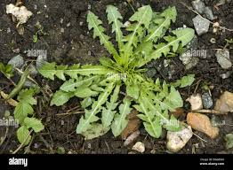 Attēlu rezultāti vaicājumam “Taraxacum officinale aggr. leaf”