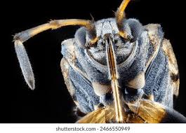 Attēlu rezultāti vaicājumam “Phosphaenus hemipterus male”