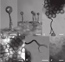 Attēlu rezultāti vaicājumam “Diachea leucopodia stalked”