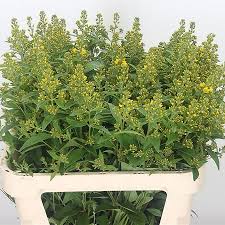 Attēlu rezultāti vaicājumam “Lysimachia vulgaris”