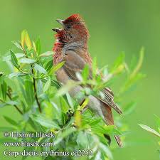 Attēlu rezultāti vaicājumam “Carpodacus erythrinus adult”
