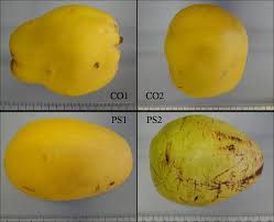 Attēlu rezultāti vaicājumam “Cydonia oblonga fruit”