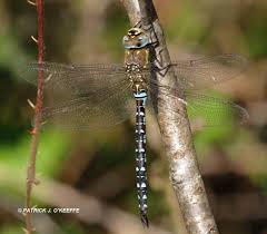 Attēlu rezultāti vaicājumam “Aeshna mixta female”