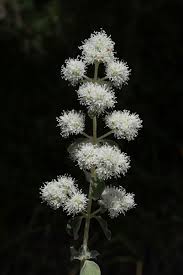 Attēlu rezultāti vaicājumam “Origanum majorana flower”