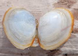 Attēlu rezultāti vaicājumam “Macoma baltica”