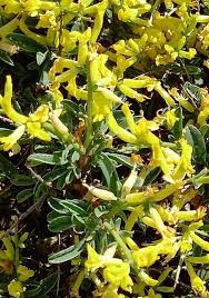 Attēlu rezultāti vaicājumam “Anthyllis maritima bud”