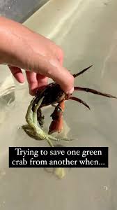 Image result for Carcinus maenas