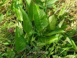 Attēlu rezultāti vaicājumam “Stachys officinalis leaf”