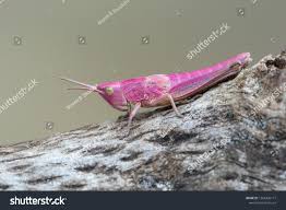 Attēlu rezultāti vaicājumam “Chrysochraon dispar”